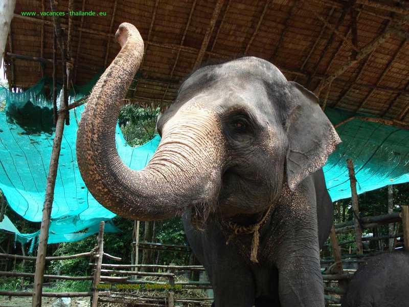 photo 12 location saisonniÃ¨re maison et  piscine  avec Ã©lÃ©phant sur l'ile de Koh Samui en ThaÃ®lande.